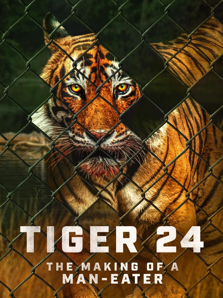 Tiger 24